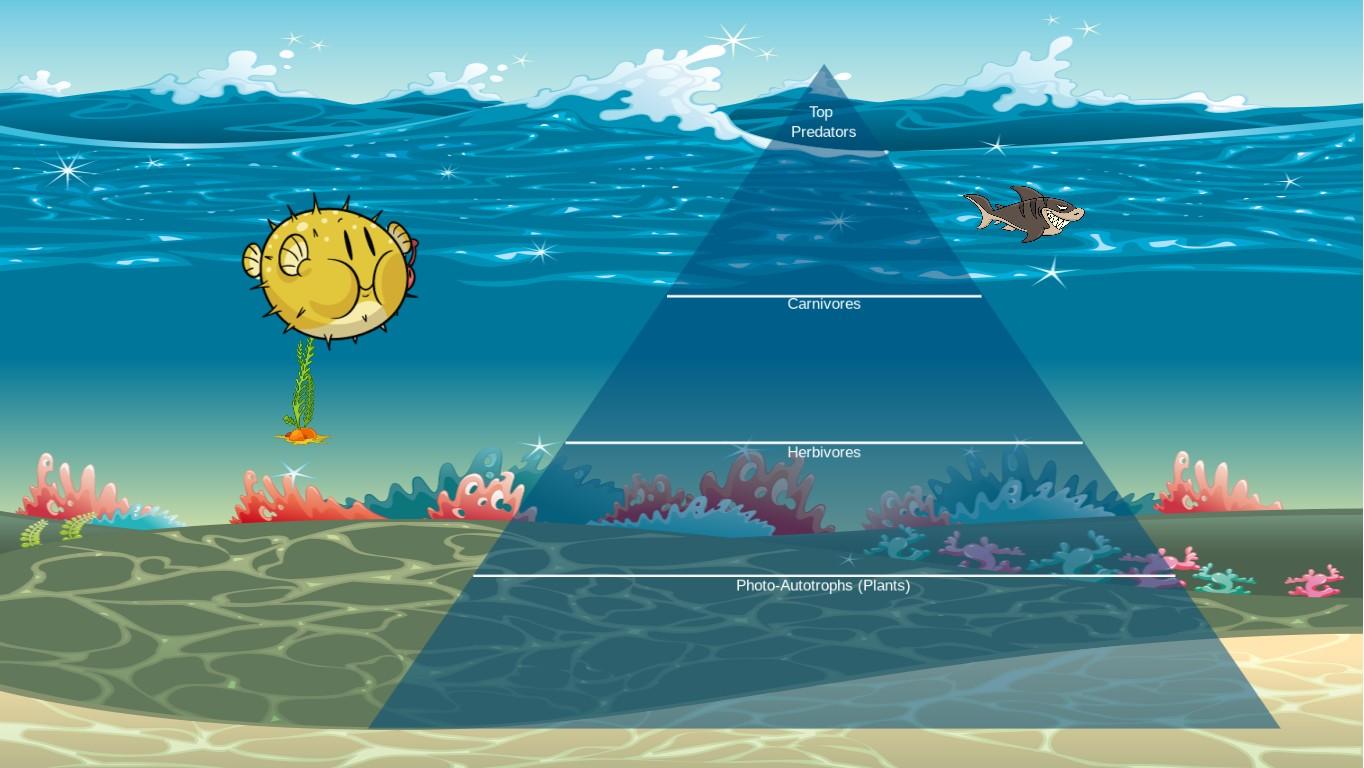 Ocean Ecological Pyramid