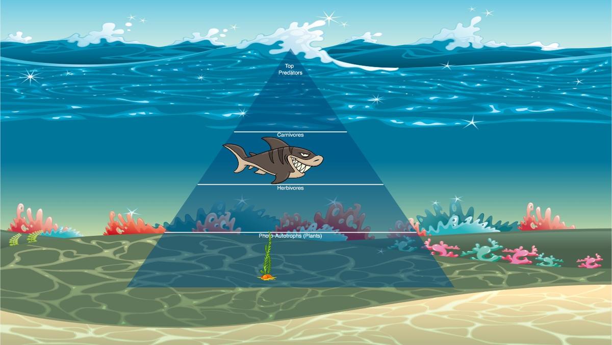 Ocean Ecological Pyramid