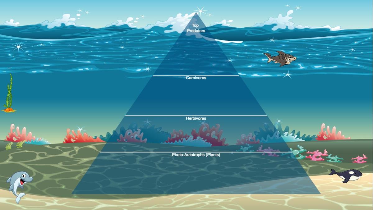 Ocean Ecological Pyramid