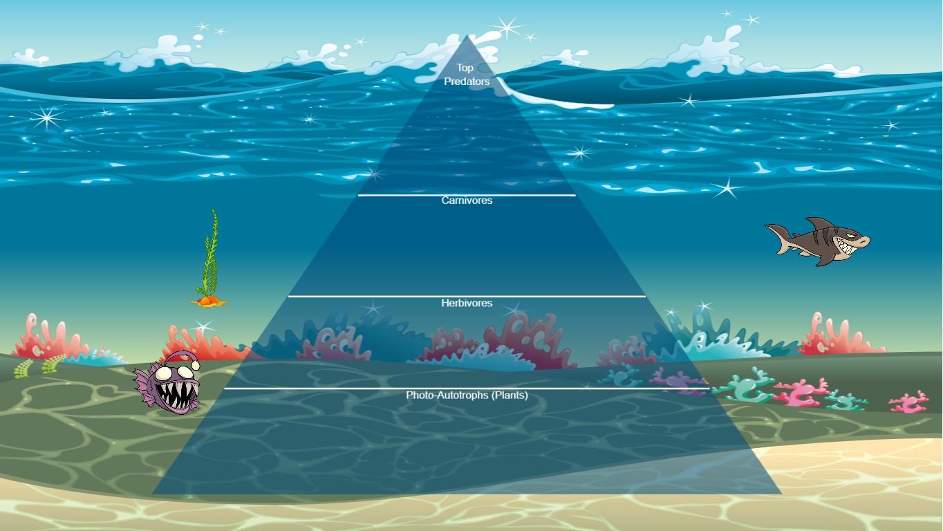 Ocean Ecological Pyramid