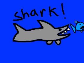 Shark! 1