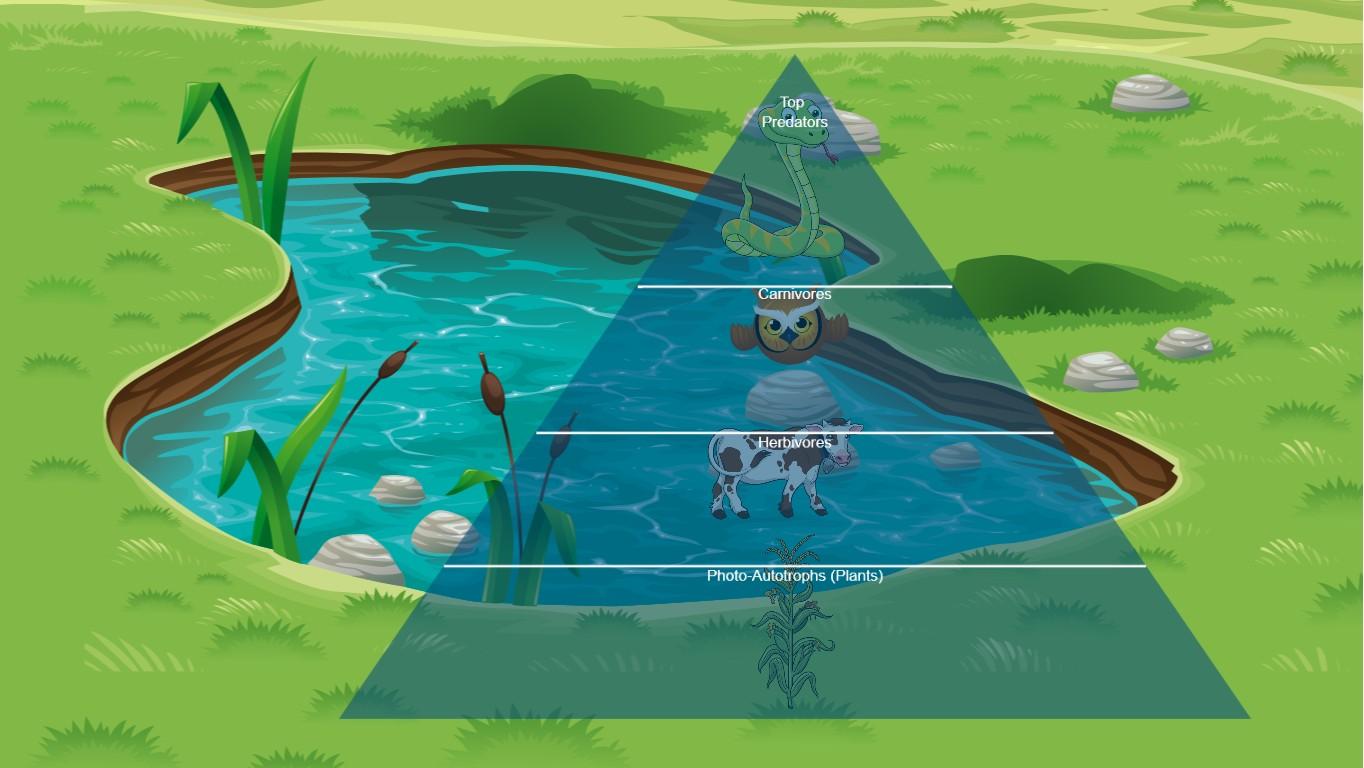 coastal plains Ecological Pyramid