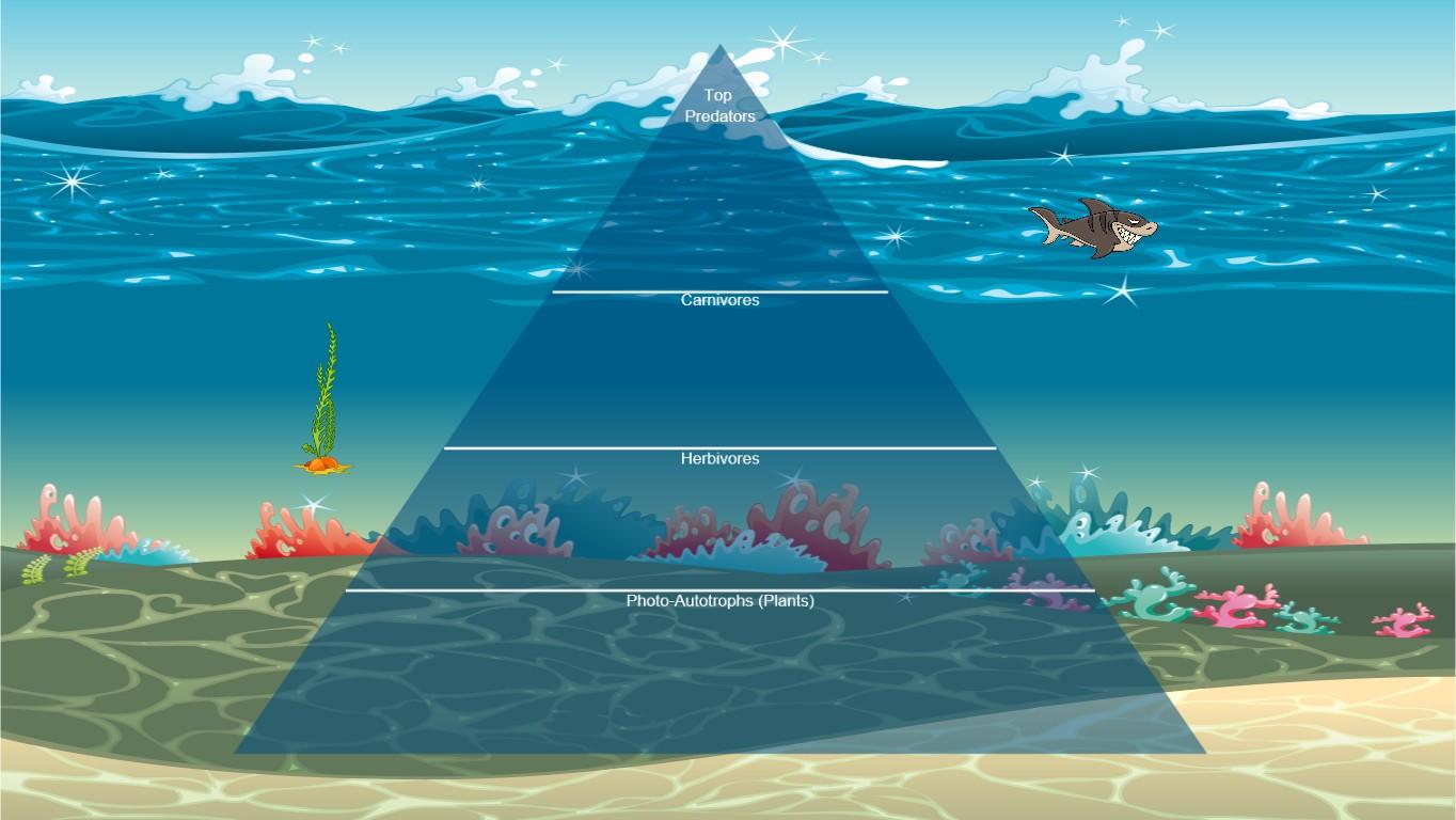 Ocean Ecological Pyramid