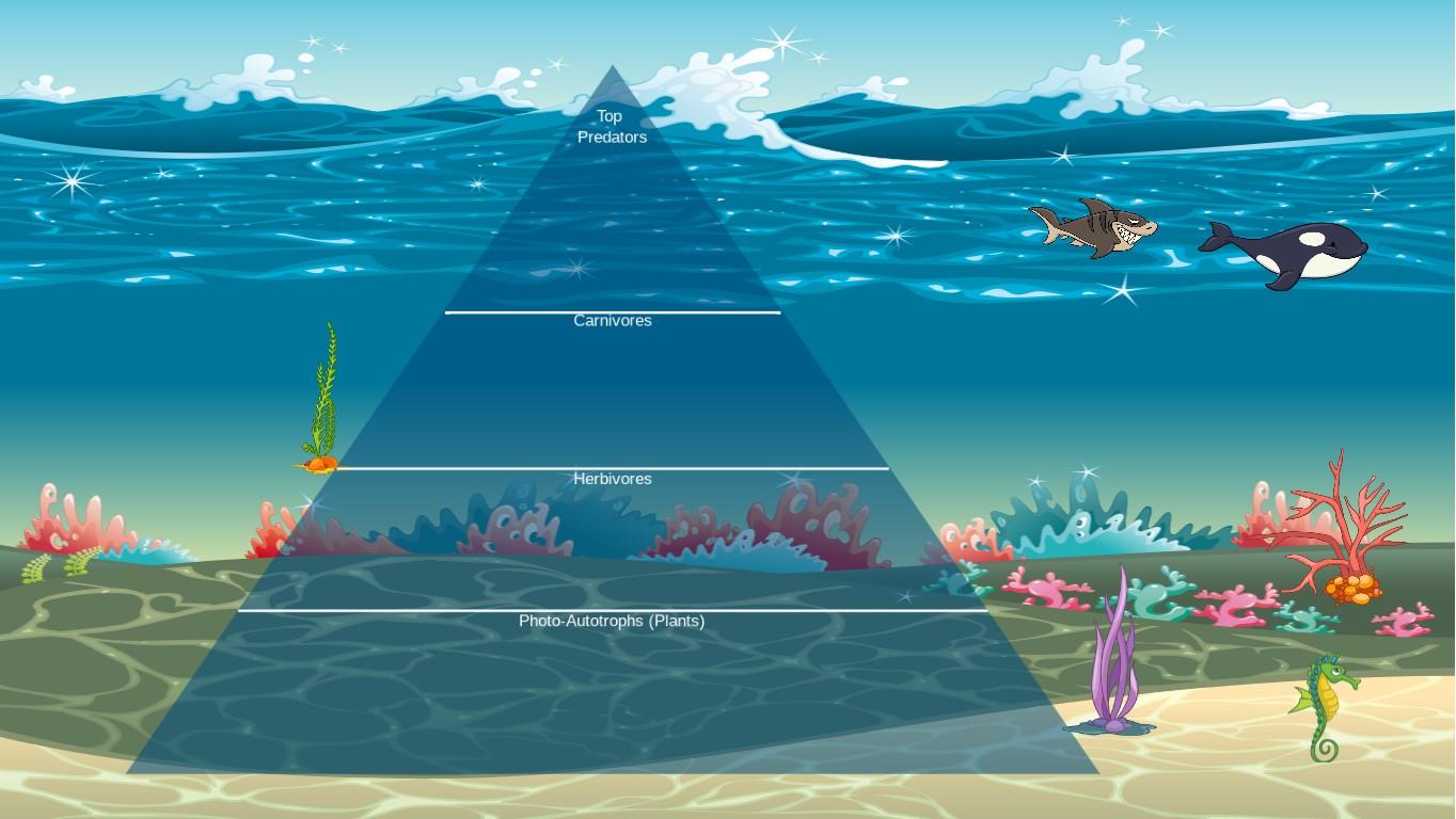 Ocean Ecological Pyramid