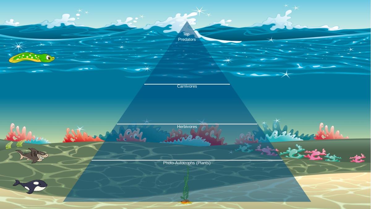 Ocean Ecological Pyramid