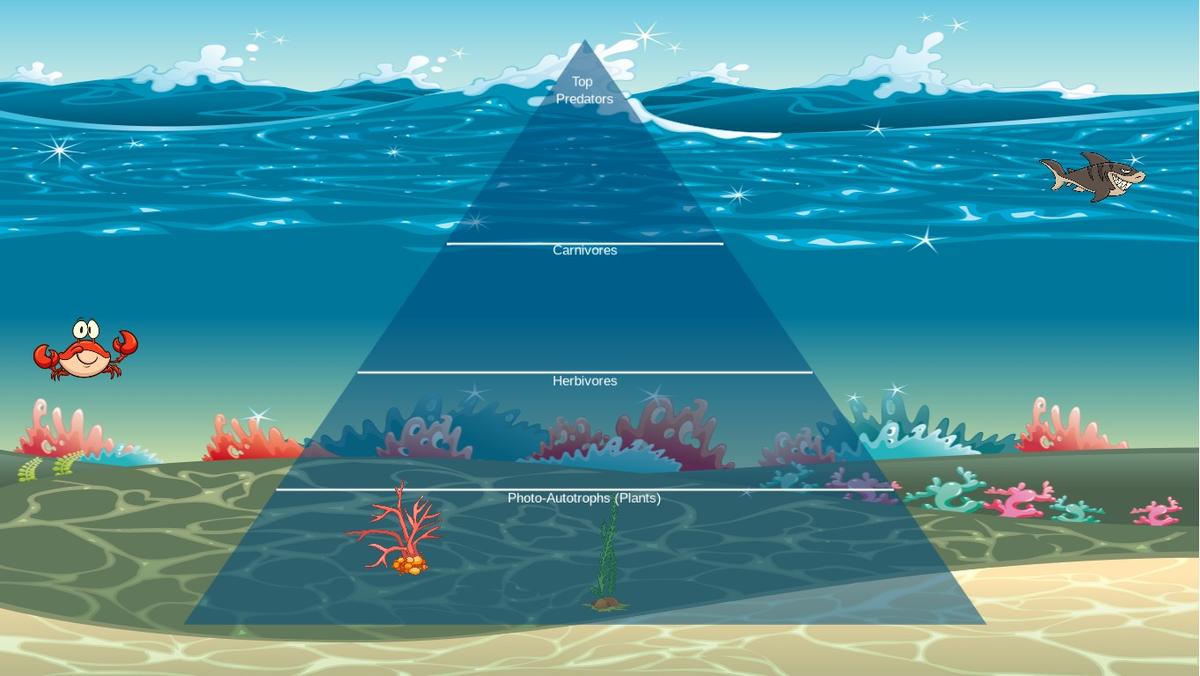 Ocean Ecological Pyramid