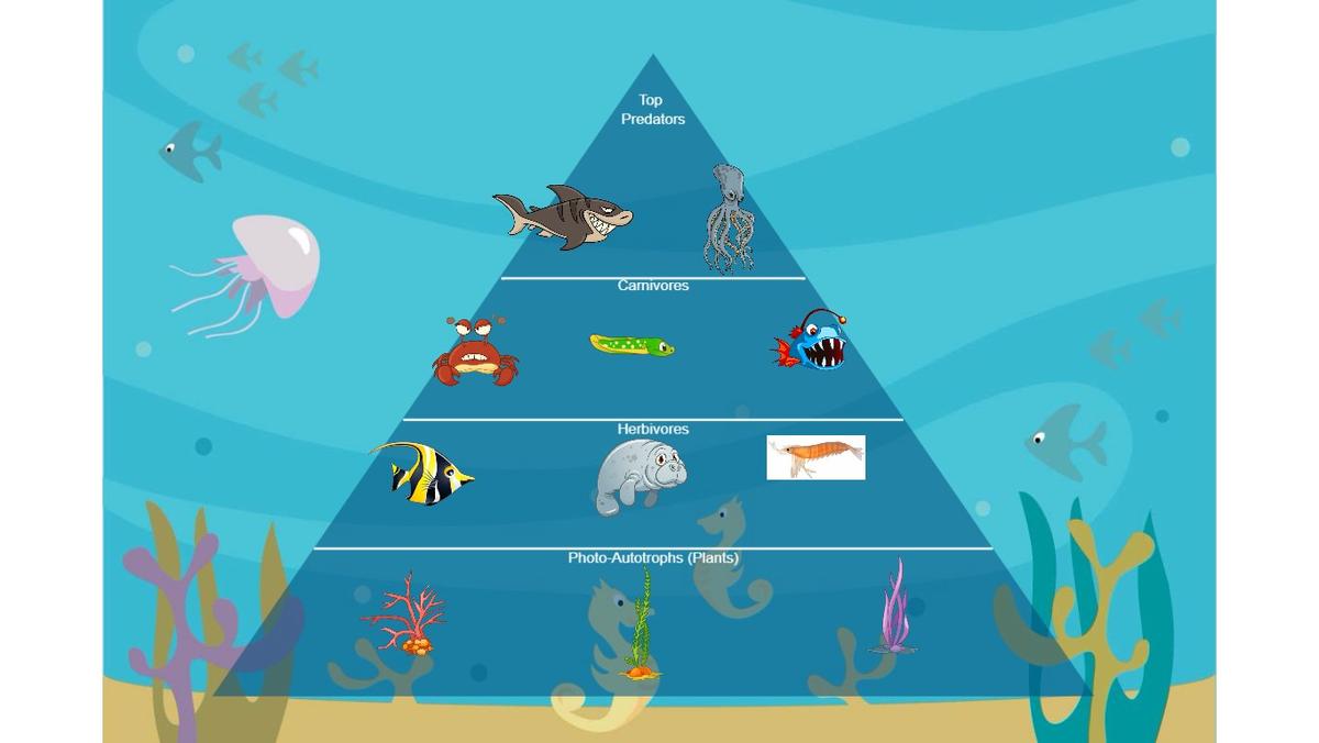 Ocean Ecological Pyramid