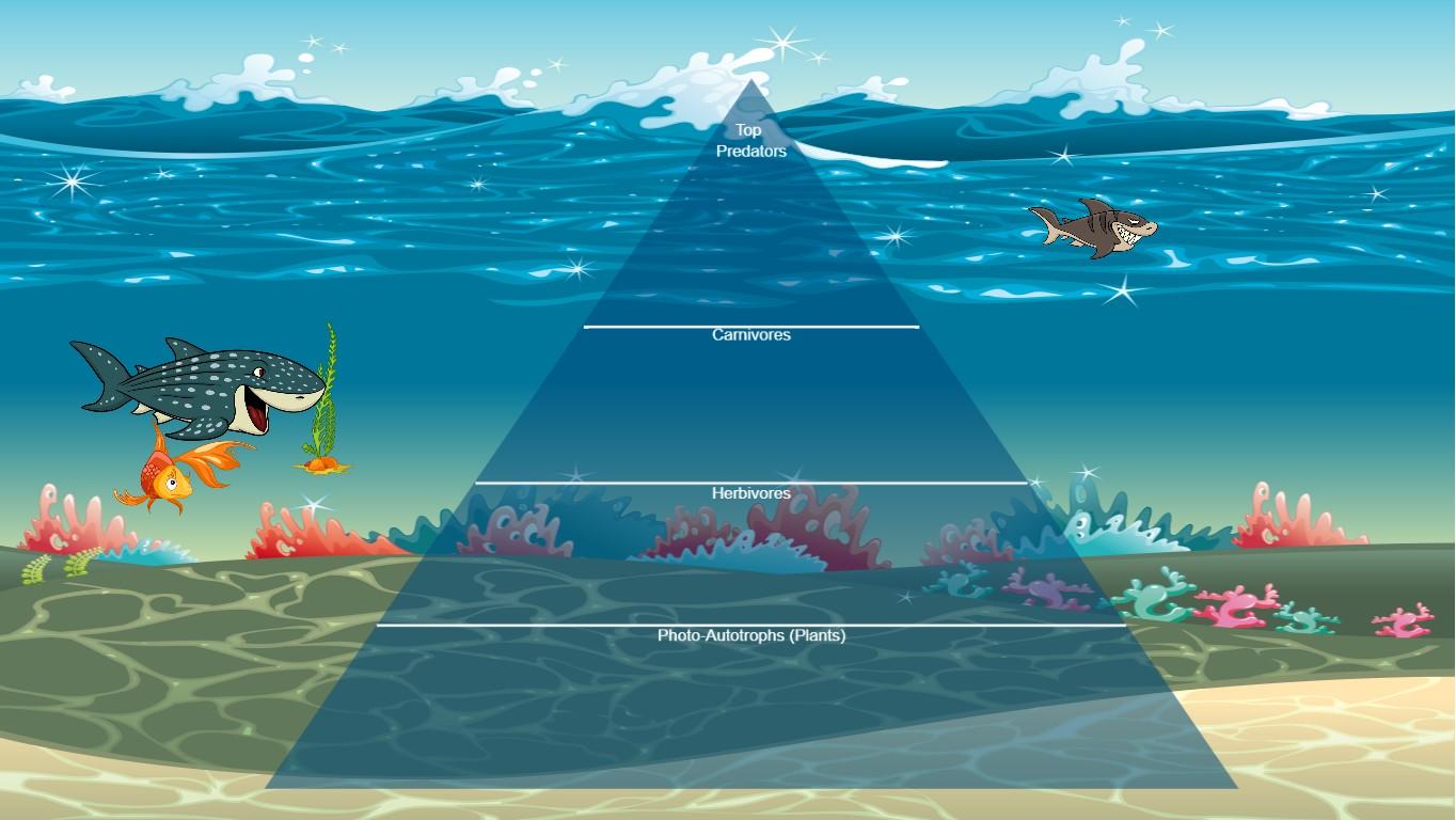 Ocean Ecological Pyramid