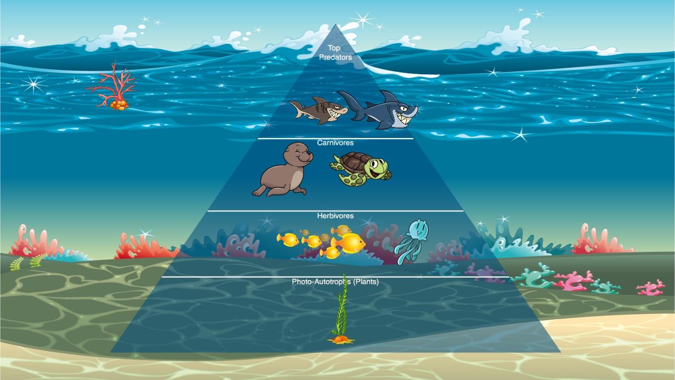 Ocean Ecological Pyramid