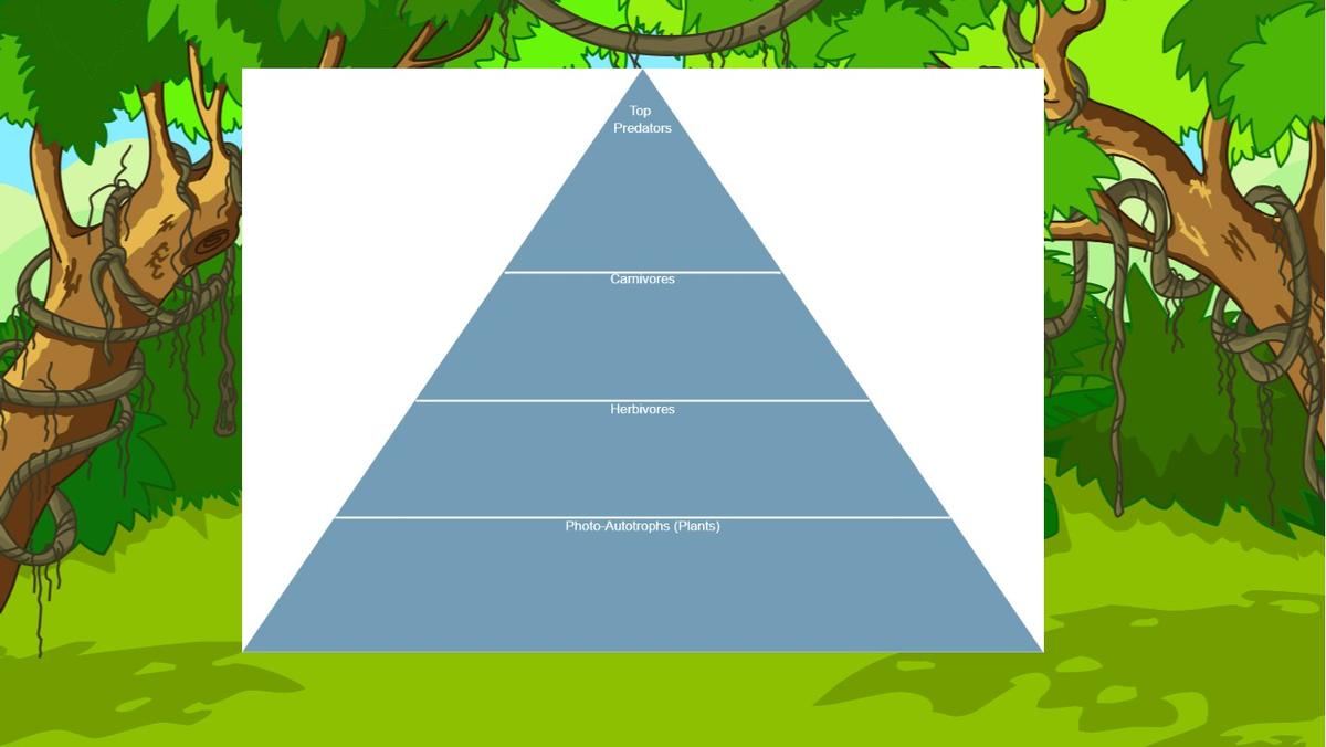 Ocean Ecological Pyramid