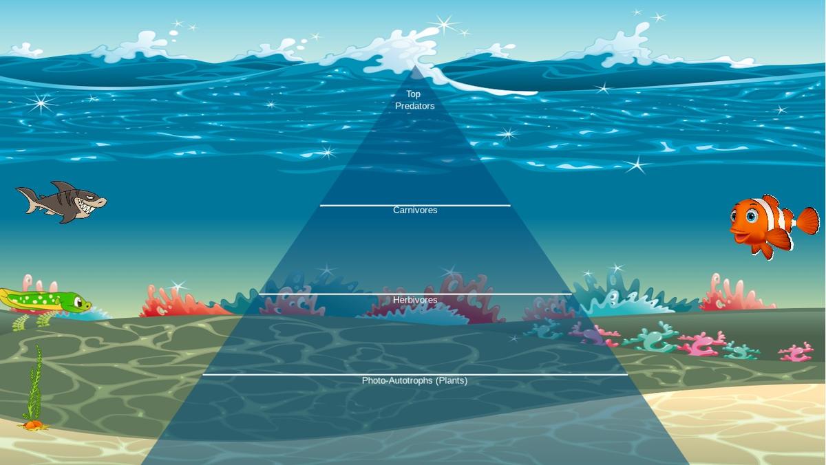 Ocean Ecological Pyramid