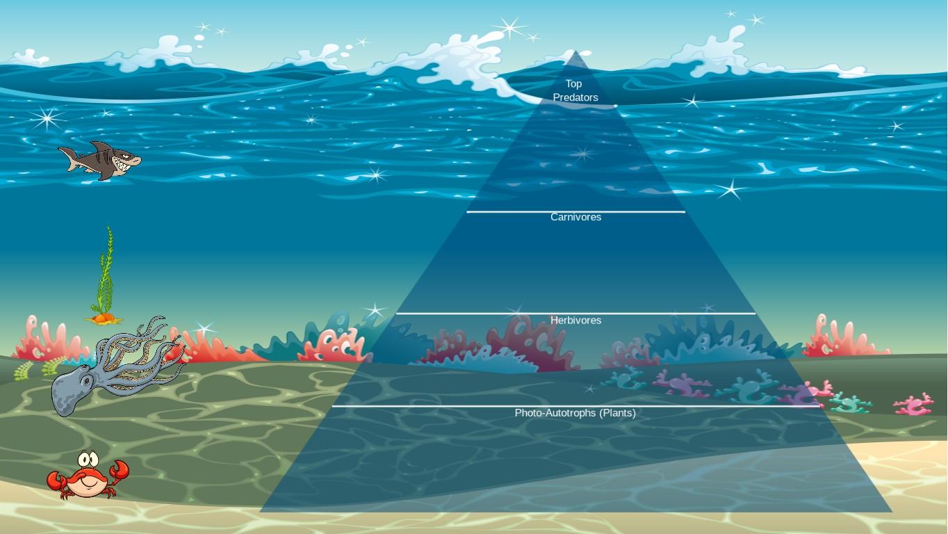 Ocean Ecological Pyramid