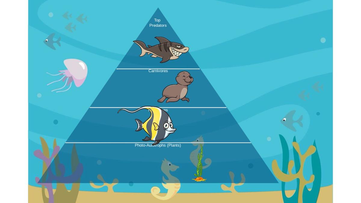 Ocean Ecological Pyramid