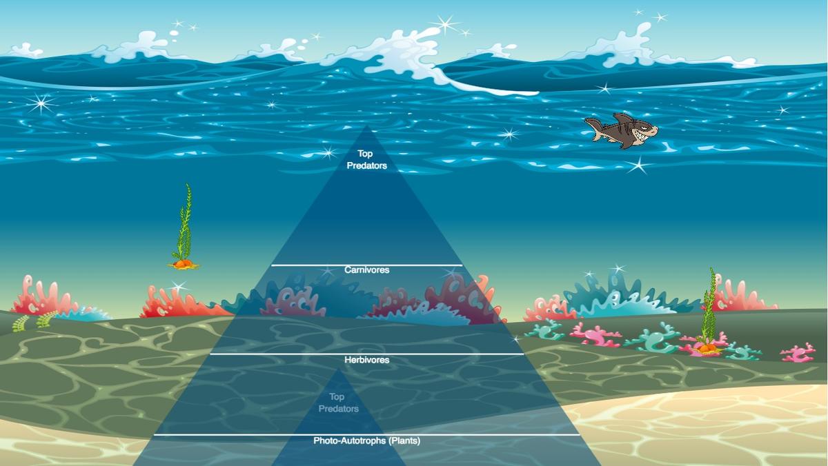 Ocean Ecological Pyramid