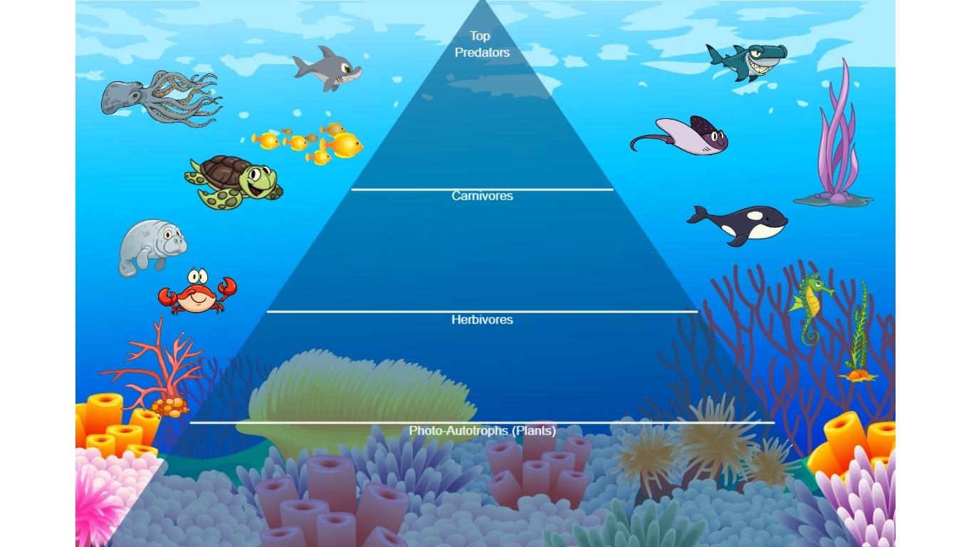 Ocean Ecological Pyramid