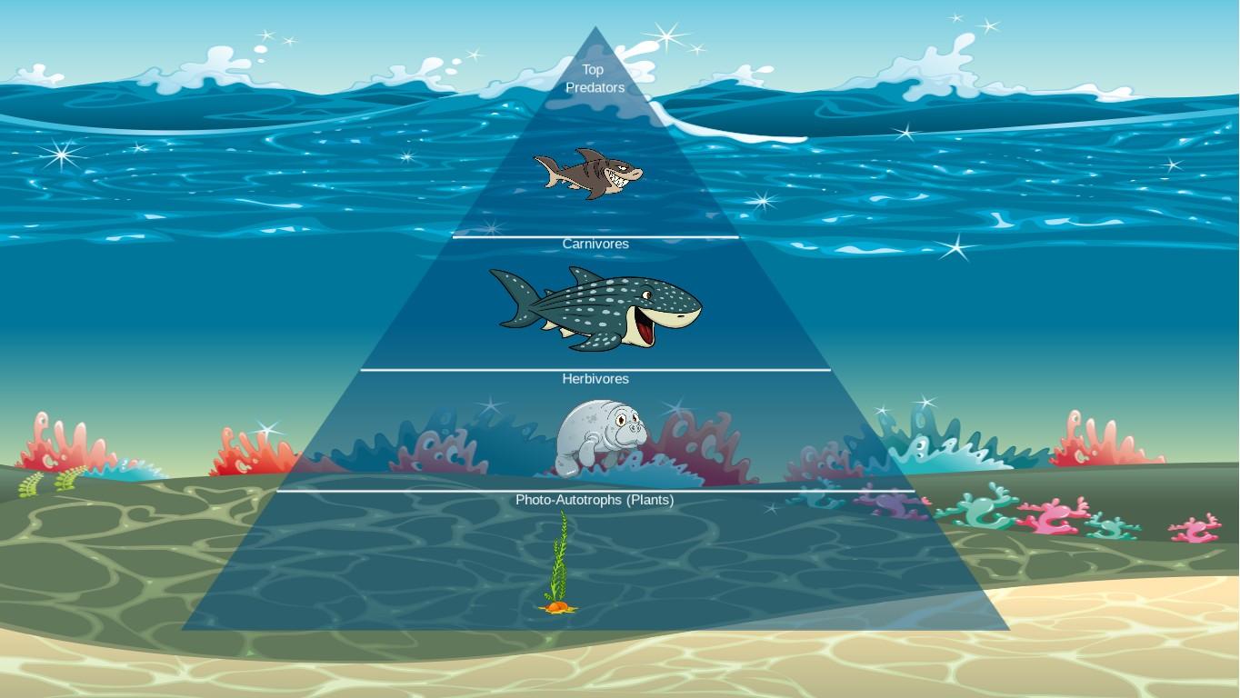 Ocean Ecological Pyramid