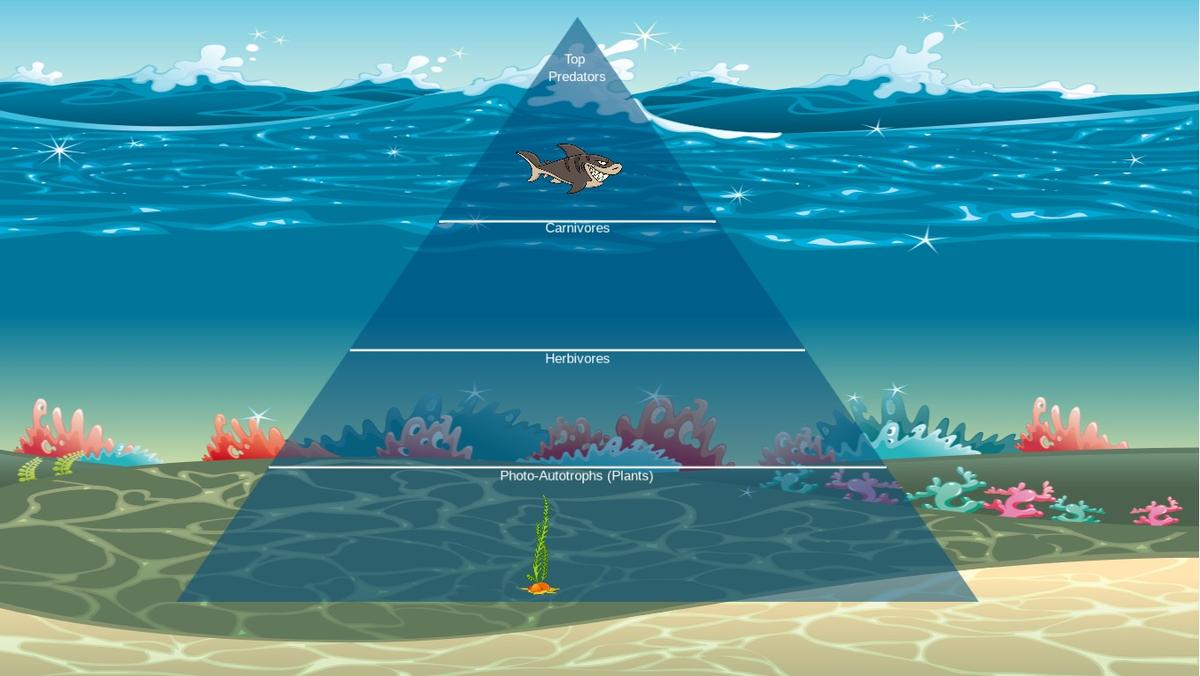 Ocean Ecological Pyramid