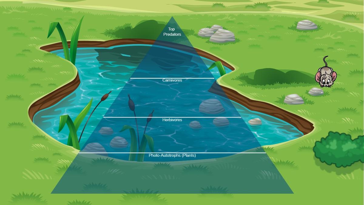 Ocean Ecological Pyramid