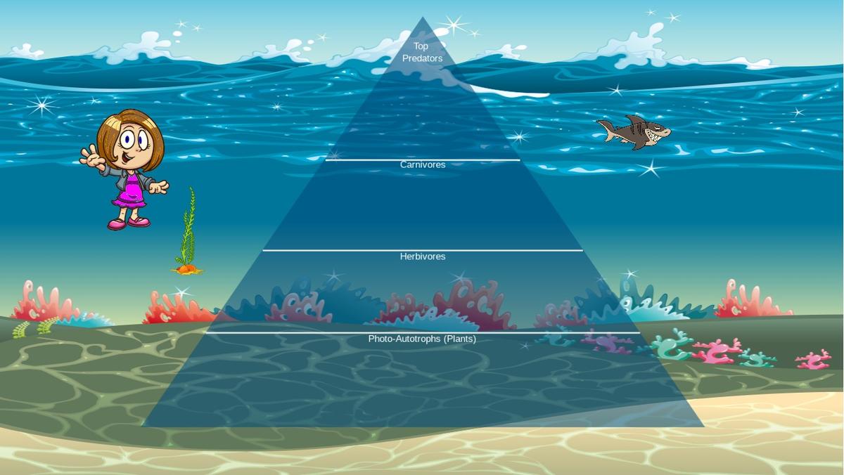 Ocean Ecological Pyramid