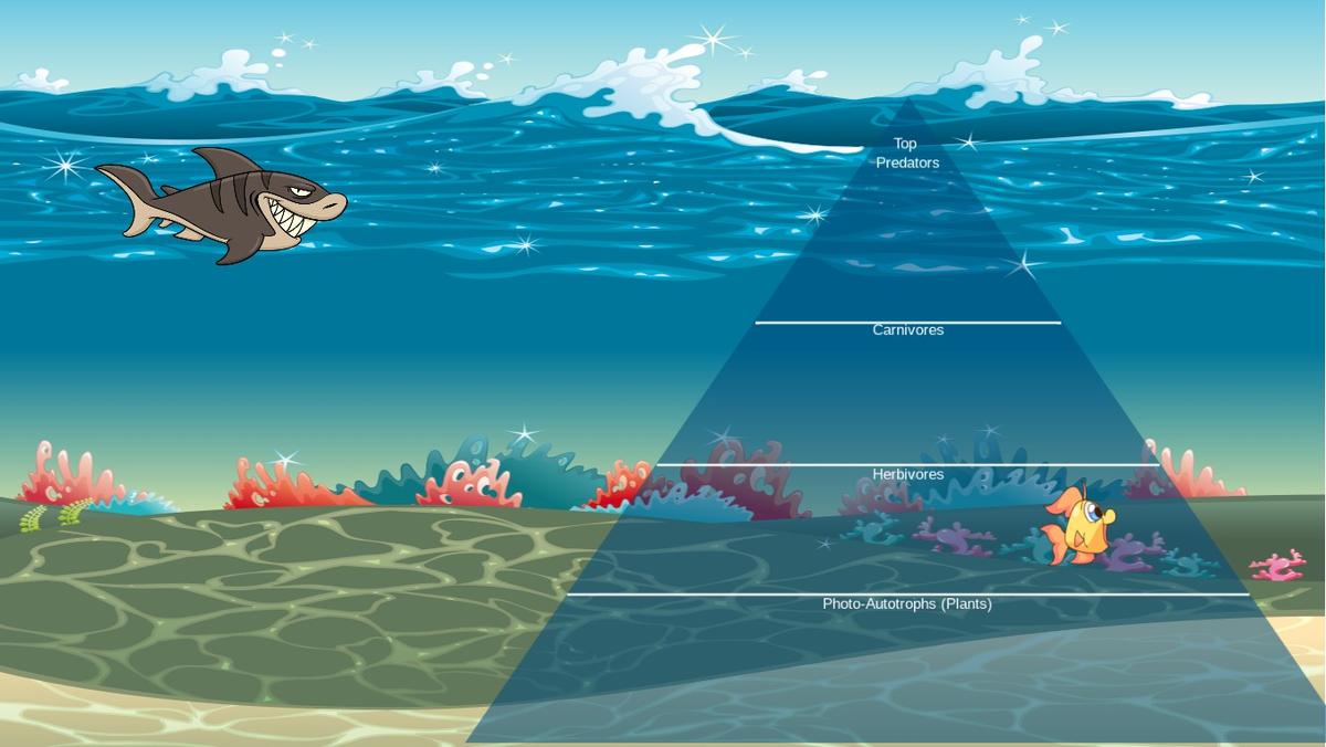 Ocean Ecological Pyramid