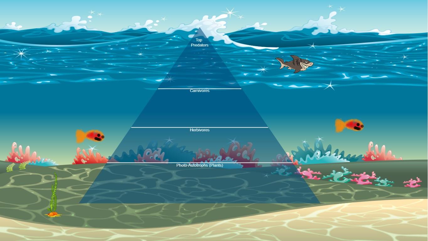 Ocean Ecological Pyramid