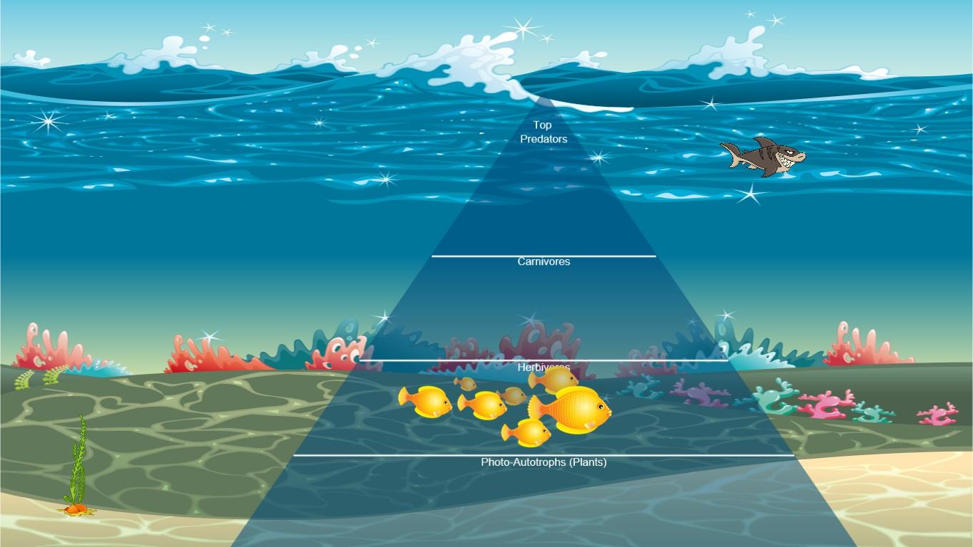 Ocean Ecological Pyramid