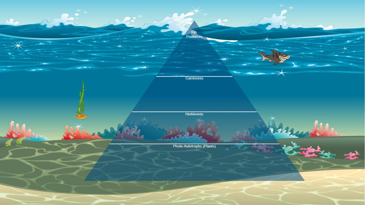 Ocean Ecological Pyramid