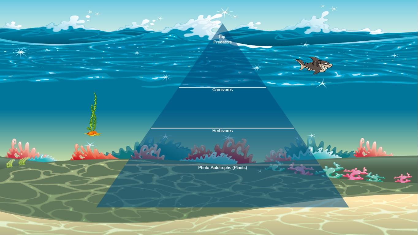 Ocean Ecological Pyramid