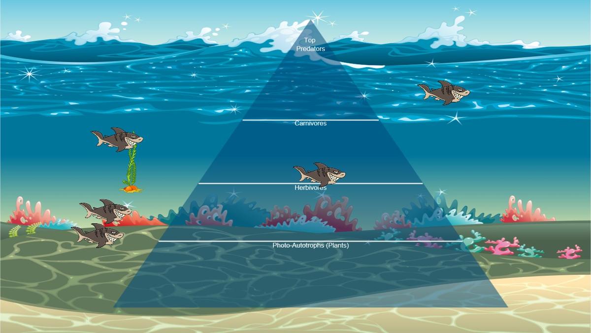 Ocean Ecological Pyramid