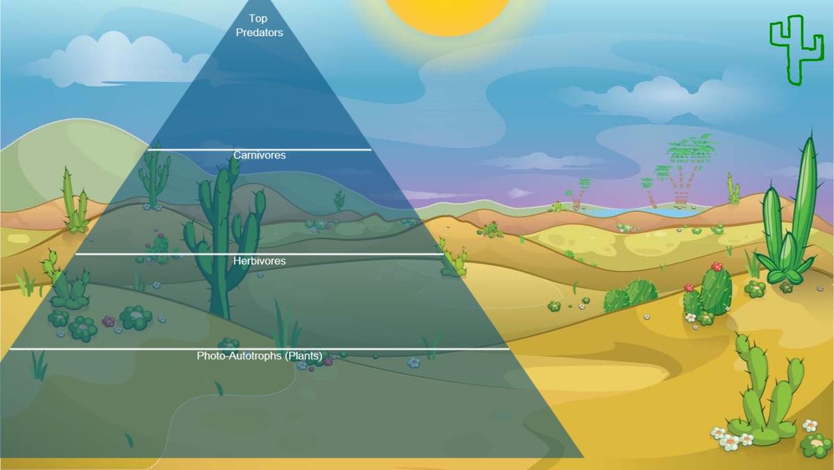 Ocean Ecological Pyramid