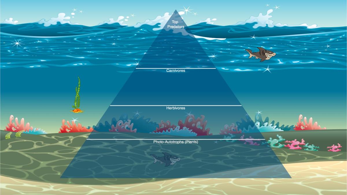 Ocean Ecological Pyramid