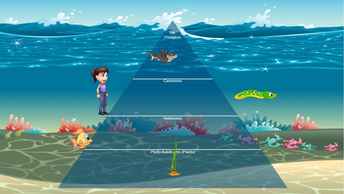 Ocean Ecological Pyramid