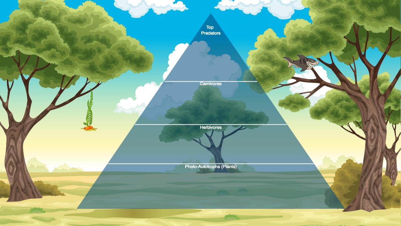 Ocean Ecological Pyramid