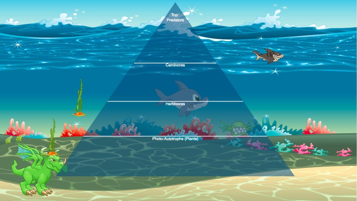 Ocean Ecological Pyramid