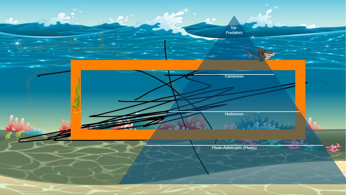 Ocean Ecological Pyramid