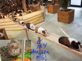 guinea pig bridge!!