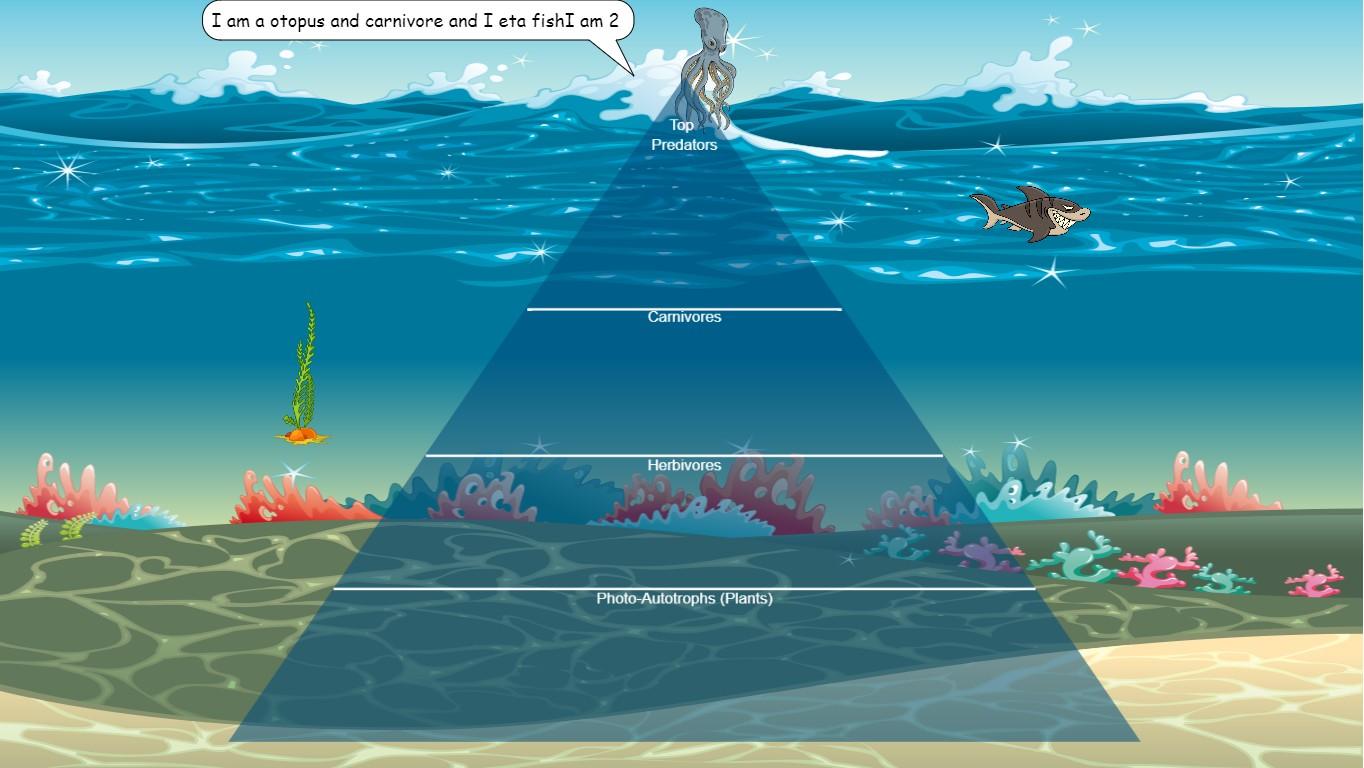 Ocean Ecological Pyramid