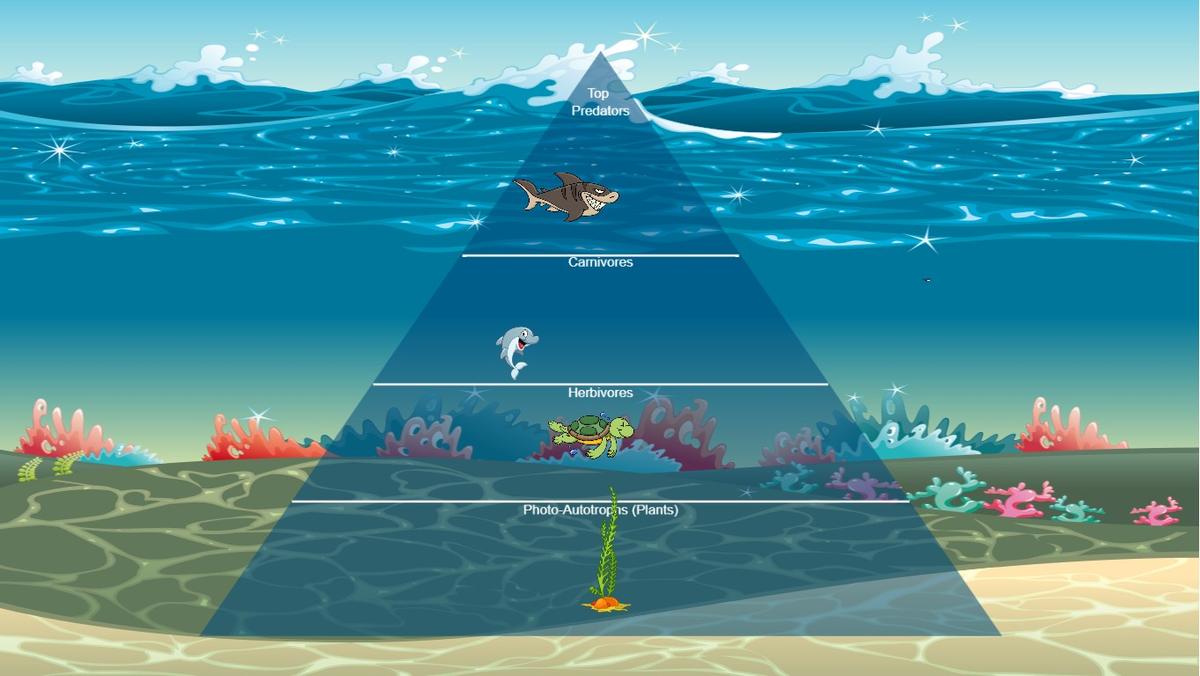 Ocean Ecological Pyramid