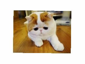 mr sad cat