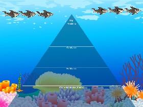 Ecological Pyramid 1