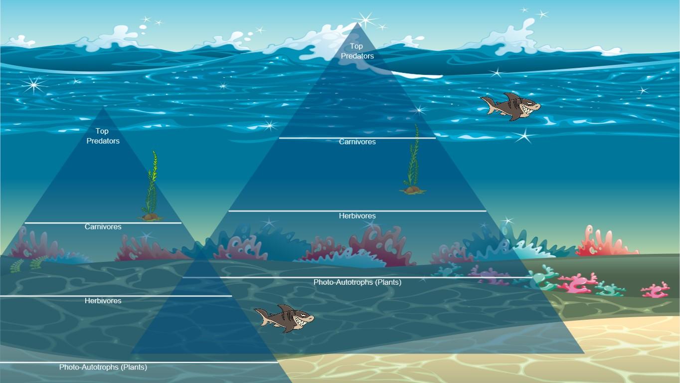 Ocean Ecological Pyramid