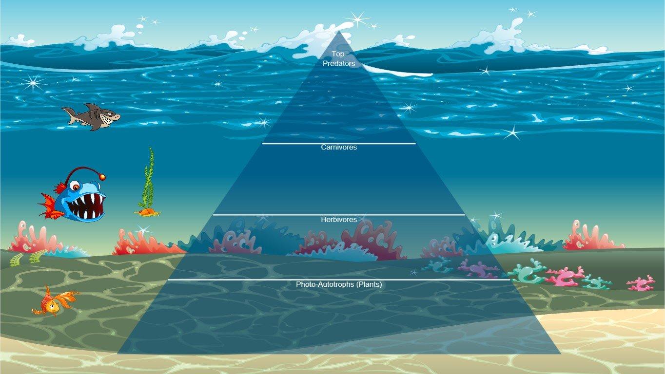 Ocean Ecological Pyramid