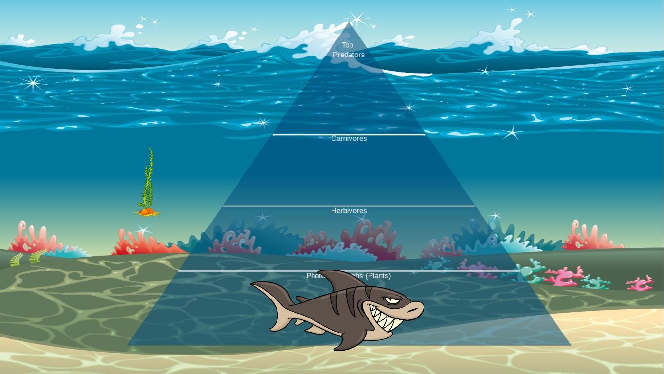 Ocean Ecological Pyramid