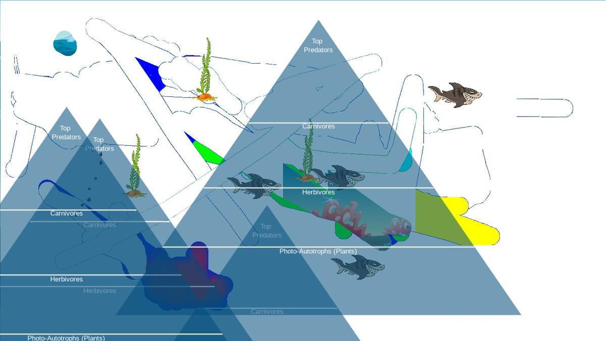 Ocean Ecological Pyramid