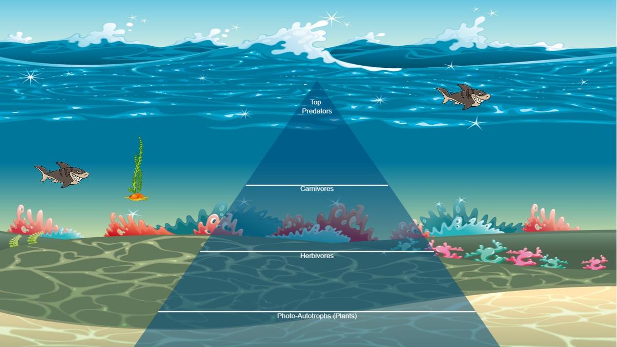 Ocean Ecological Pyramid