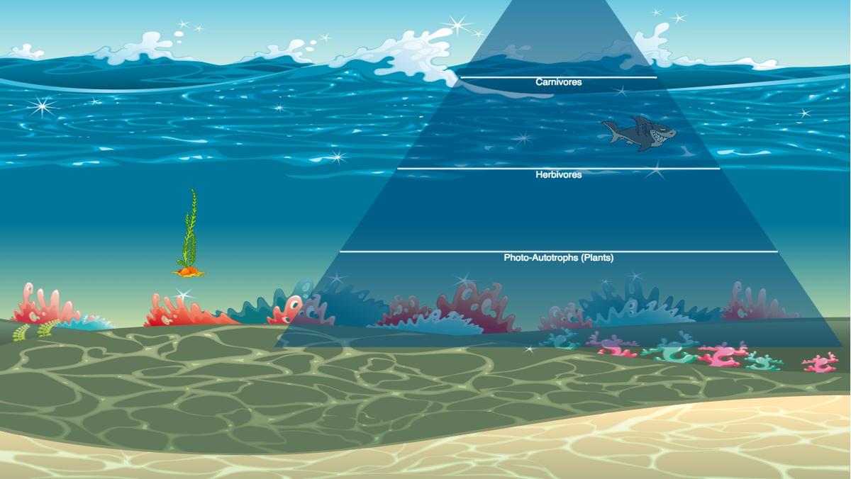 Ocean Ecological Pyramid