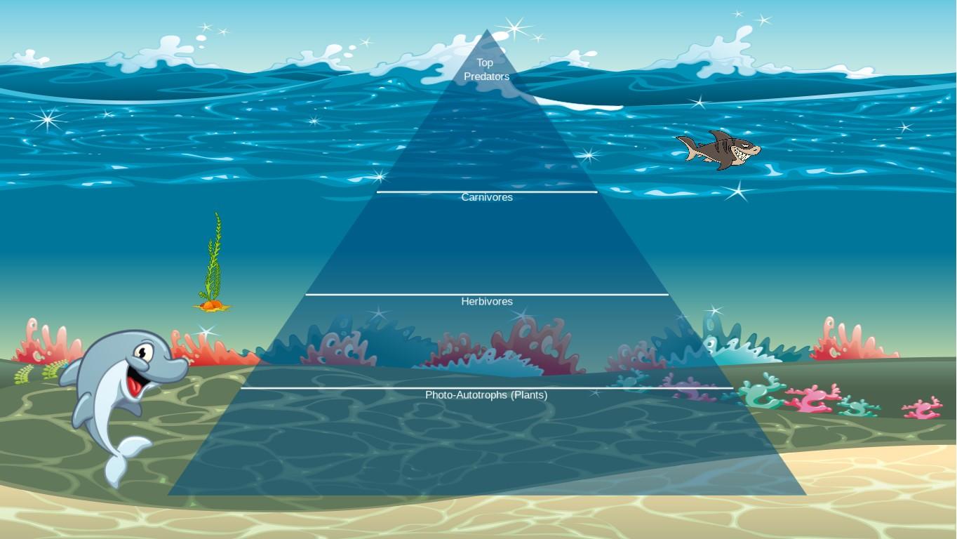 Ocean Ecological Pyramid