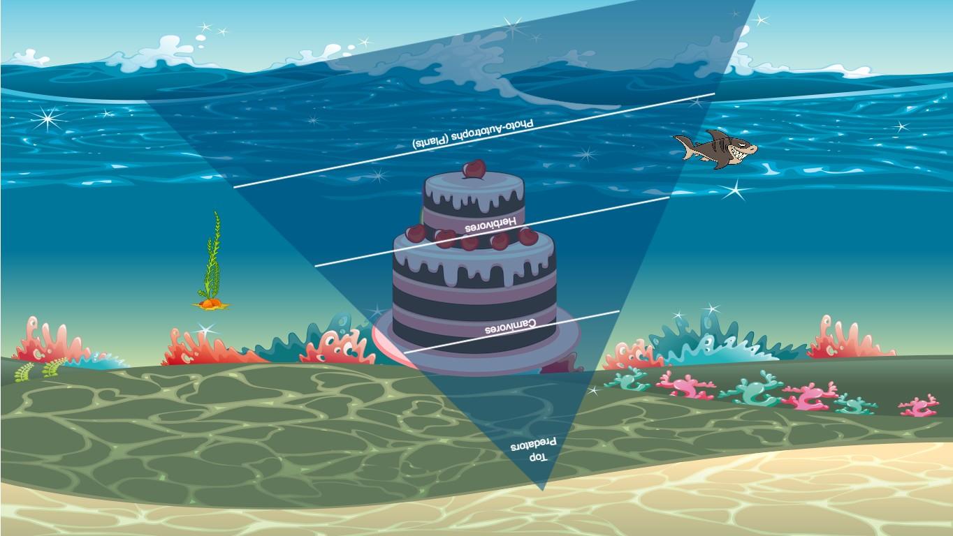 Ocean Ecological Pyramid