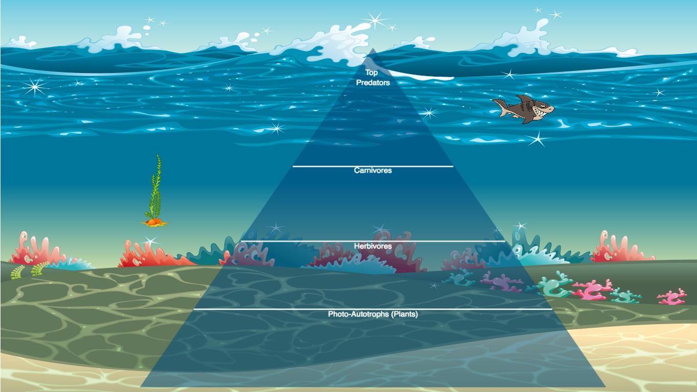 Ocean Ecological Pyramid