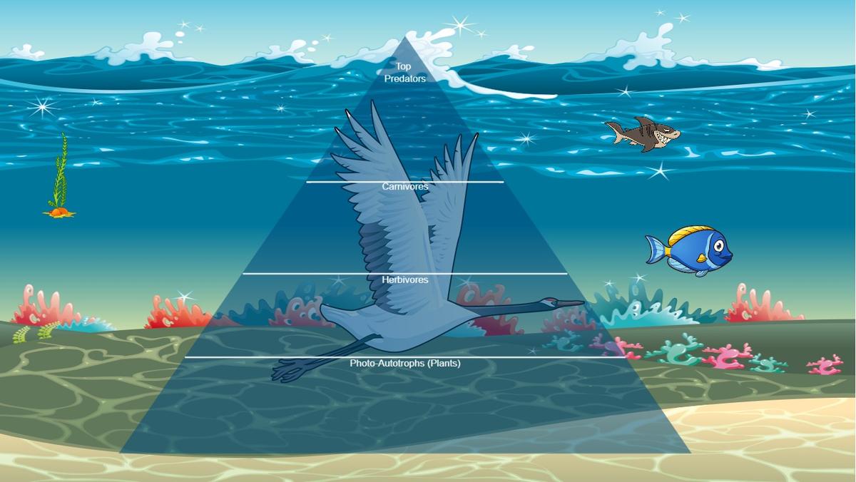 Ocean Ecological Pyramid